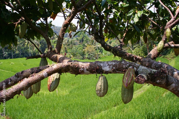 Obraz Drzewo kakaowe