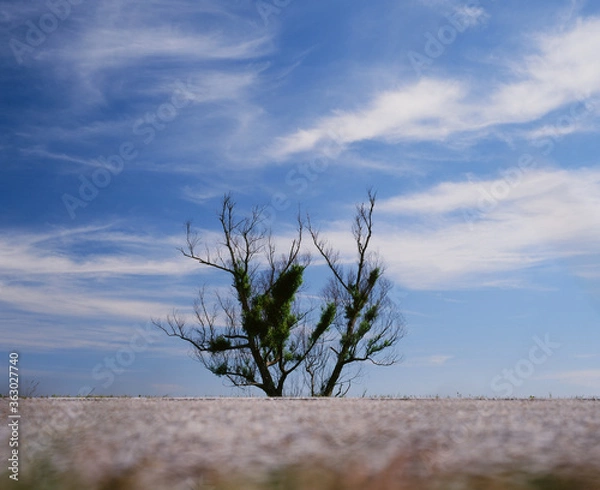 Fototapeta lonely tree roadside