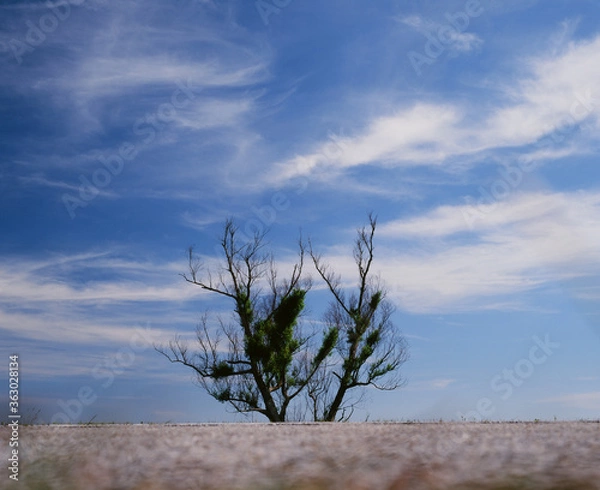 Fototapeta dead tree in the desert