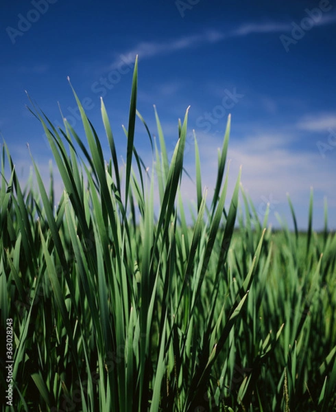 Obraz green grass and blue sky