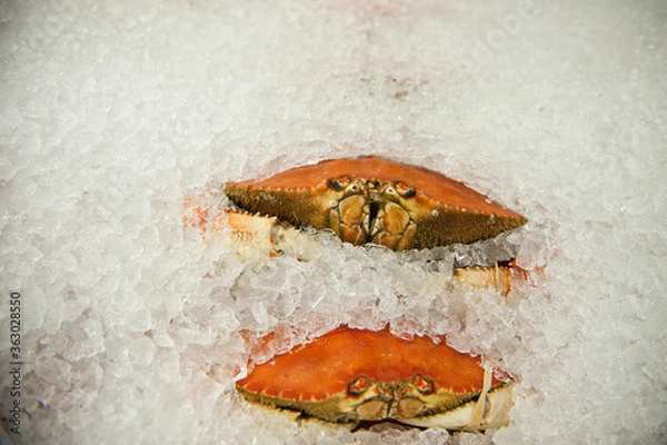 Fototapeta crab on ice
