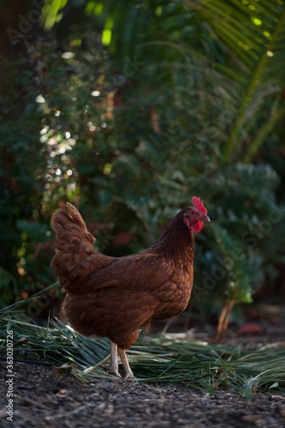 Fototapeta Rhode Island red chicken 