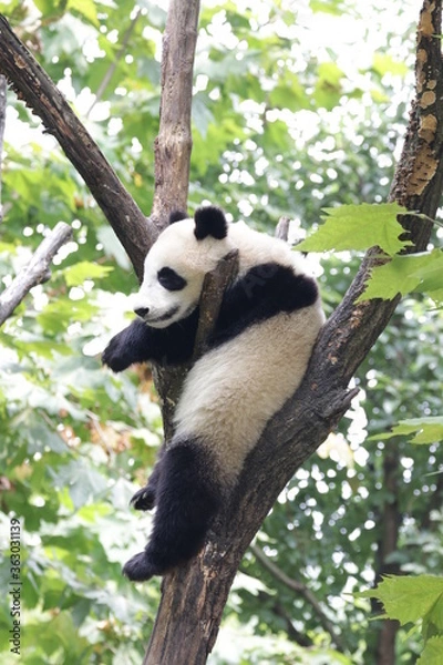 Obraz Panda Cub Sitting on the Tree, China