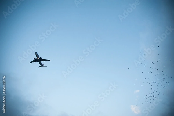 Fototapeta airplane in the sky with birds