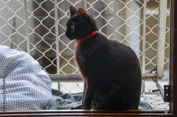 Fototapeta a black cat sitting on window with protection net seen by side 