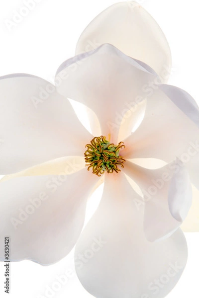 Obraz Magnolia flower 