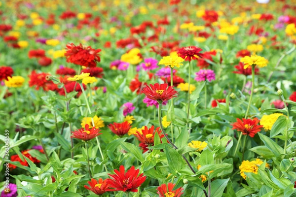 Fototapeta ジニアの花