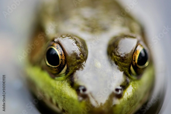 Fototapeta Grenouille du Québec