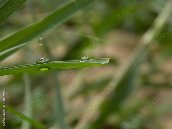 Obraz dew on a grass