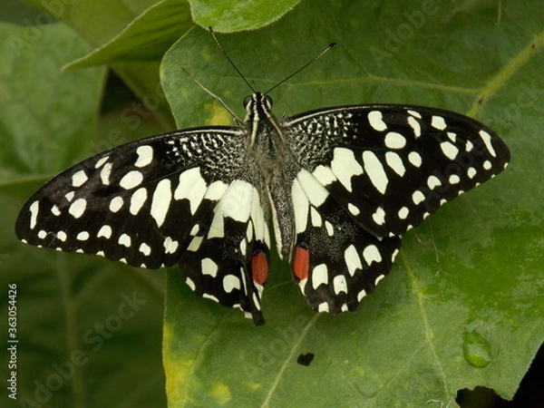 Obraz butterfly on leaf