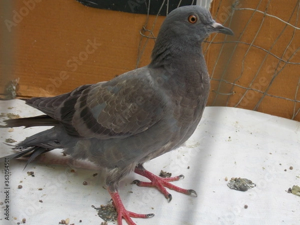 Obraz pigeon on the wall