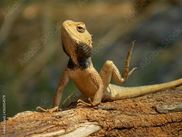 Obraz bearded dragon lizard