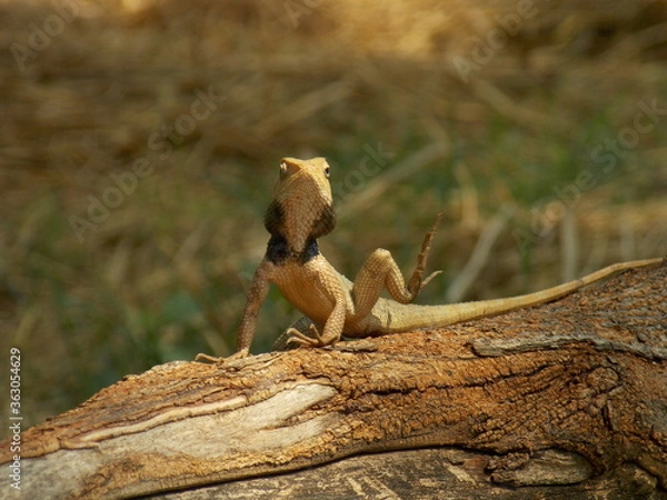 Obraz lizard on the tree