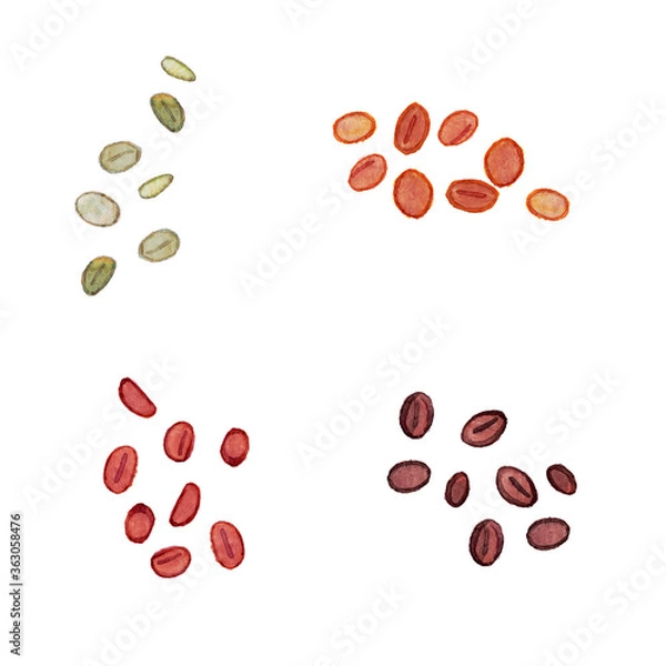 Fototapeta コーヒー豆　煎りのいろいろ