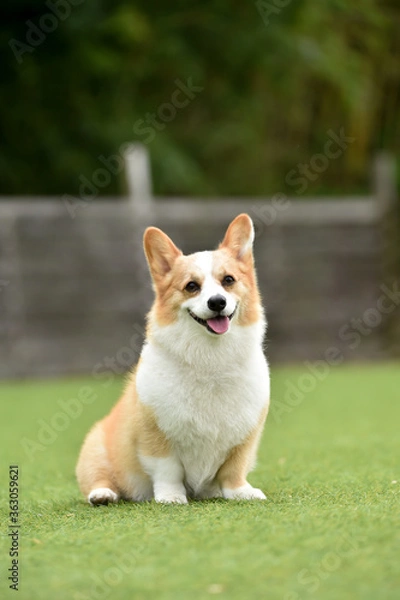 Fototapeta おすましポーズするコーギー