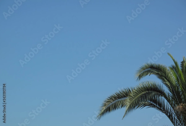 Fototapeta Green crown of  palm tree isolated on blue sky background at sunny summer day.