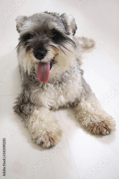 Obraz Dog sitting on the floor with its tongue sticking out