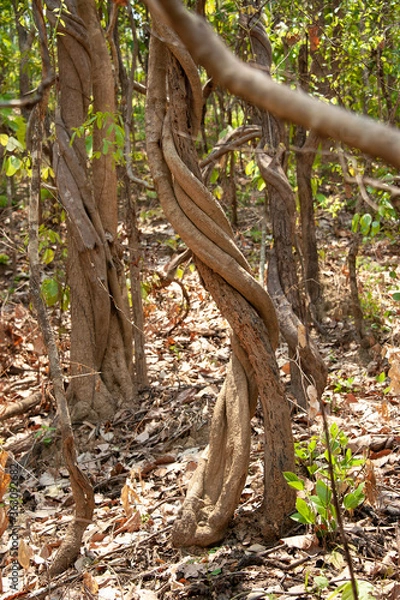 Fototapeta vine in dry forest