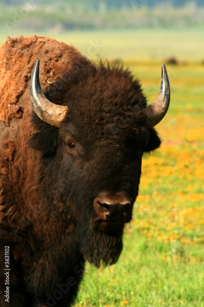 Fototapeta Wyoming Bison 3