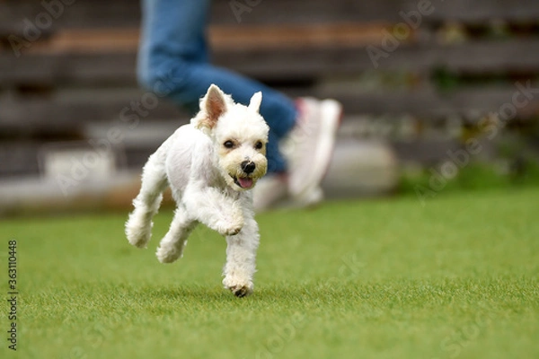 Fototapeta ドッグランで遊ぶミニチュアシュナウザー
