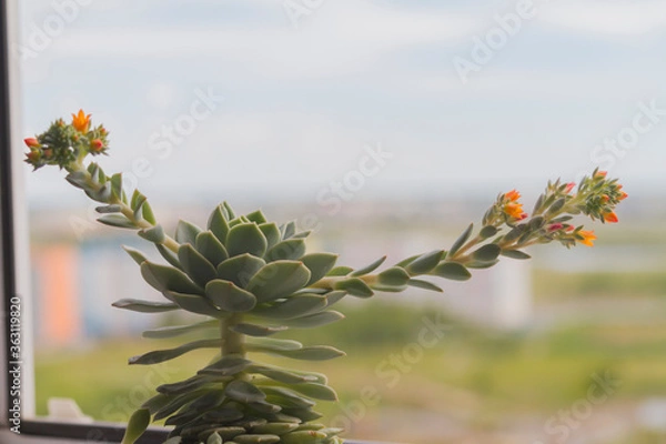 Fototapeta The succulent echeveria blooms. Tiny flowers have bright orange colors. The flowerpot stands on the windowsill. Indistinct background.