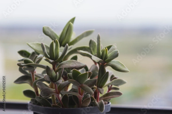 Fototapeta Small green succulent plant at the white window with blur nature background. Flowerpot with crassula falcata.