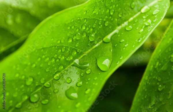 Obraz Rain drops on green leaf