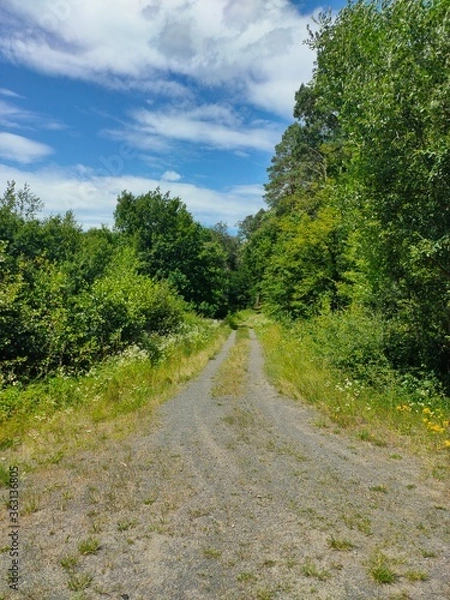 Obraz road in the forest