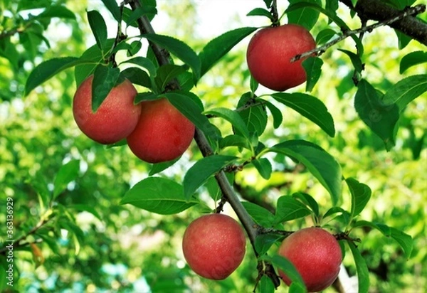 Fototapeta 赤くなったすもも