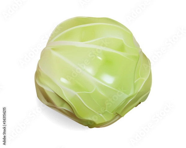 Obraz キャベツ イラスト 透明背景なので、どんな背景にもよく馴染む/リアルより美しく
