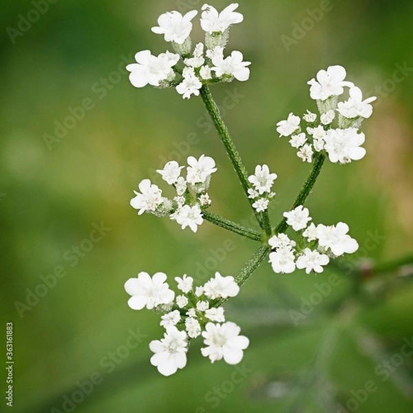 Obraz wild single white flower closeup