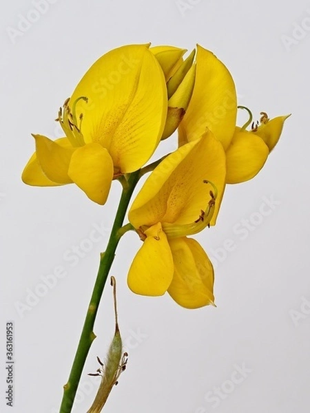 Obraz wild single yellow flower closeup with white background