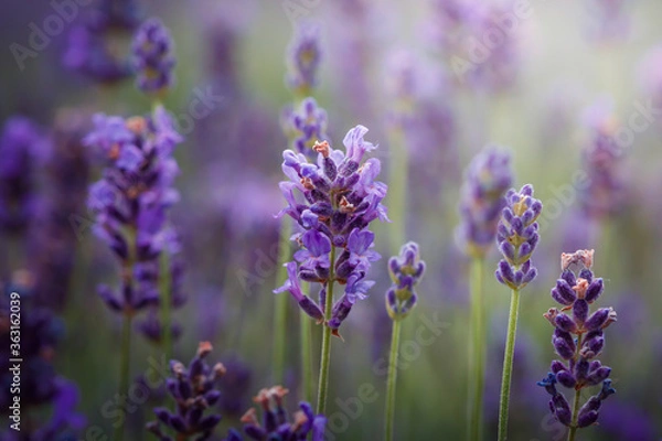 Fototapeta Purple lavender flowers field at summer with burred background. Close-up macro image.