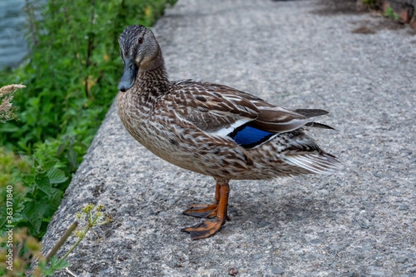Obraz Duck waiting for a swim 