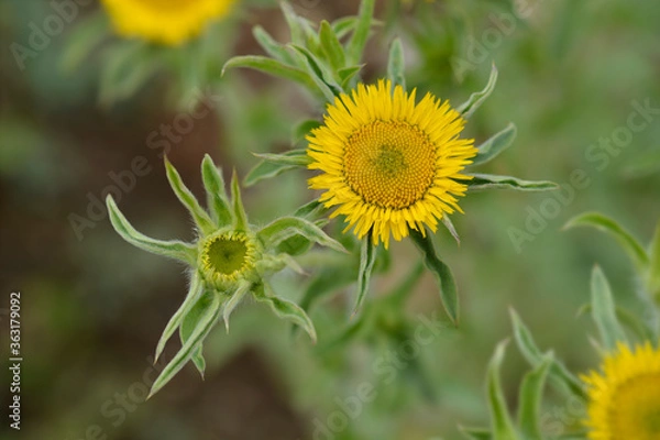 Fototapeta Spiny starwort