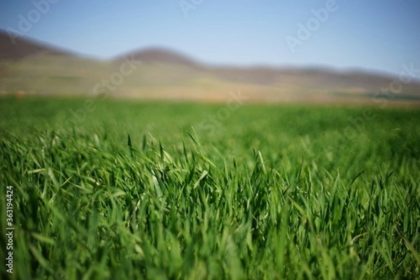 Fototapeta A close-up of green, young wheat (oat, rye, etc) plants. In the background, you could see an agricultural field and some hills.