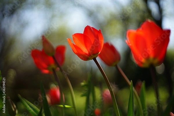 Fototapeta A close-up of blooming red tulips. They are backlit by the sunset/ sunrise. The light is soft and warm. The focus is selective and there is a beautiful bokeh.