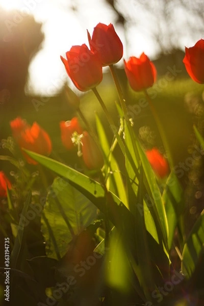 Fototapeta A close-up of blooming red tulips. They are backlit by the sunset/ sunrise. The light is soft and warm. The focus is selective and there is a beautiful bokeh.