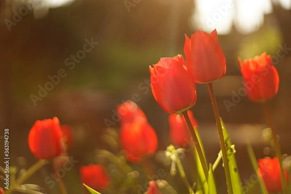 Fototapeta A close-up of blooming red tulips. They are backlit by the sunset/ sunrise. The light is soft and warm. The focus is selective and there is a beautiful bokeh.