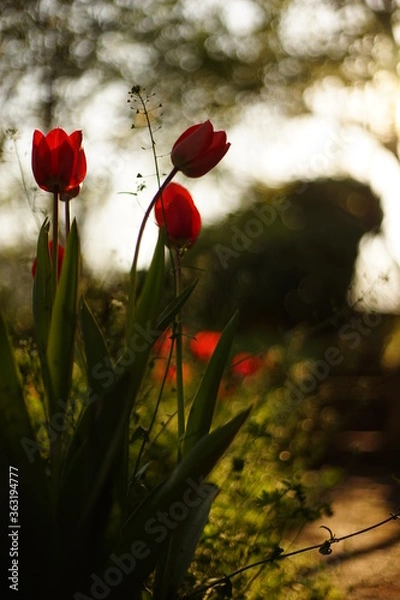 Fototapeta A close-up of blooming red tulips. They are backlit by the sunset/ sunrise. The light is soft and warm. The focus is selective and there is a beautiful bokeh.