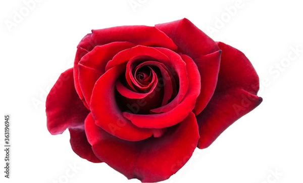 Fototapeta bright blooming rose on an isolated background