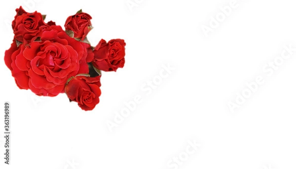 Obraz bright blooming rose on an isolated background