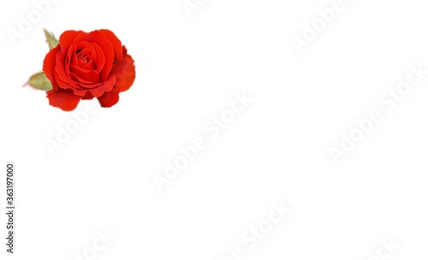 Obraz bright blooming rose on an isolated background
