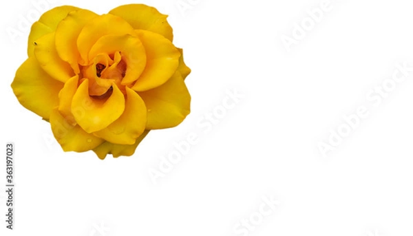 Obraz bright blooming rose on an isolated background