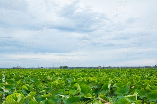 Obraz レンコン畑　ハスの葉