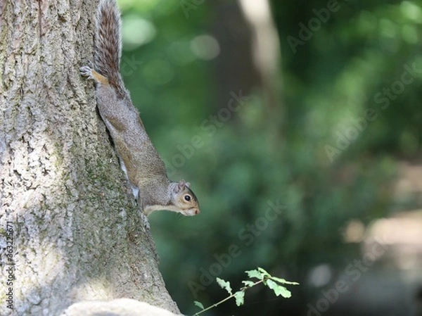 Fototapeta A close up of a squirrel on a branch