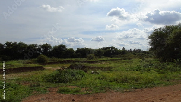 Fototapeta landscape with trees and clouds