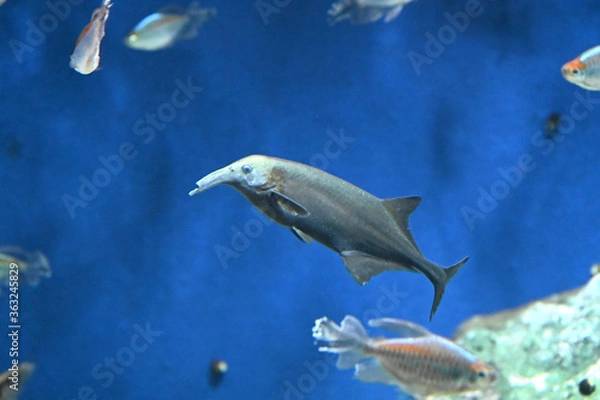 Obraz とてもユニークなエレファントノーズが食べ物を探して泳ぐ風景