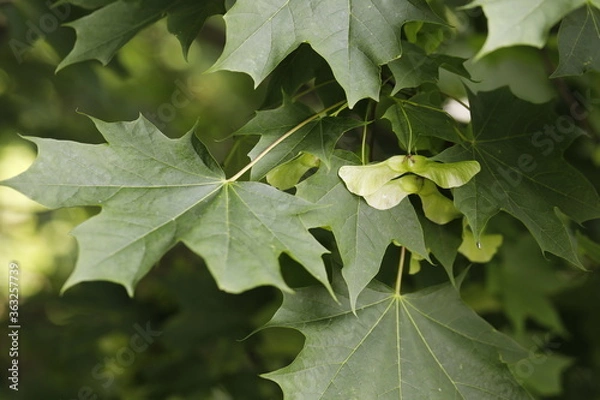 Fototapeta Winged maple Holly close-up with leaves.