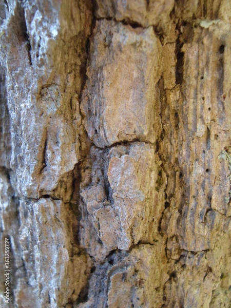 Fototapeta cerrado tree bark